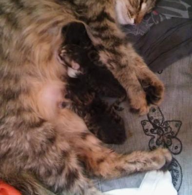 Kedim Doğum Yaptı Yuva Arıyorum, Adana