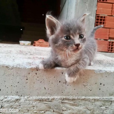 Üç Yavru Kedi. Acil!, İzmir