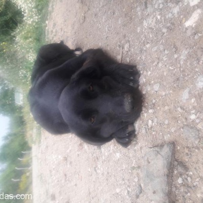 Ücretsiz 4 Aylık Labrador Yavrusu, Ankara