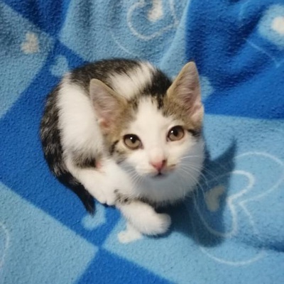 2 Aylık Sofi İsimli, Sevimli Yavru Kedi Yuva Arıyor, Manisa