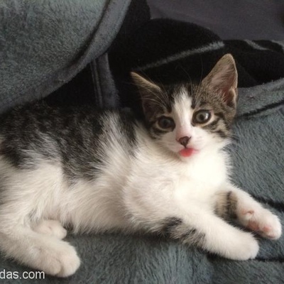 2 Aylık Minik İsimli, Sevimli Yavru Kedi Yuva Arıyor, Manisa