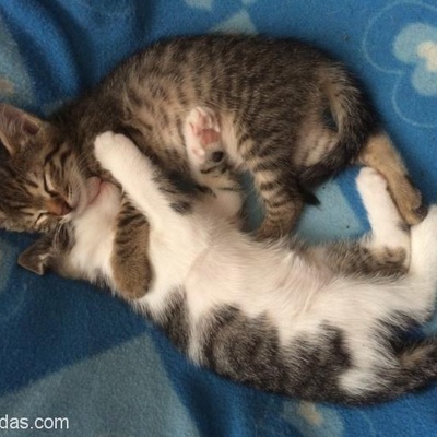 2 Aylık Boncuk İsimli, Sevimli Yavru Kedi Yuva Arıyor, Manisa
