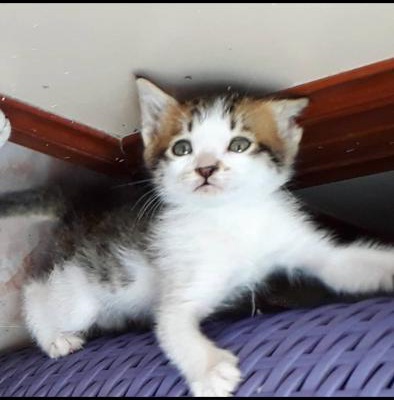 2 Aylık Minik,Tam Bir Ev Kedisi Hazel Ömürlük Yuvasını Arıyor., Ankara