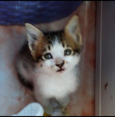 2 Aylık Minik,Tam Bir Ev Kedisi Hazel Ömürlük Yuvasını Arıyor., Ankara