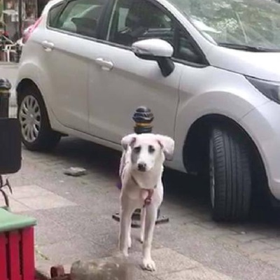 Beyaz Köpek, İstanbul
