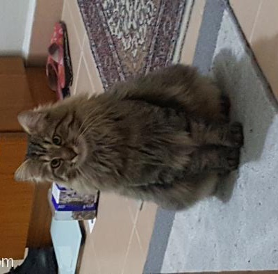 2 Kedimizi Sahiplendirmek İstiyoruz, Ankara