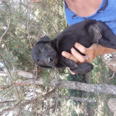 Ücretsiz  Labrador Bebek, Ankara