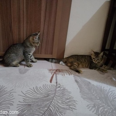 4 Aylık Dişi Kedilerime Sıcak Bir Yuva Arıyorum, Bursa