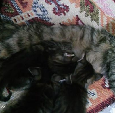 Kedim Doğum Yaptı Yuva Arıyorum Adana, Adana