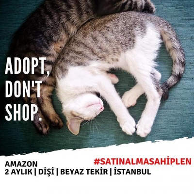 Van Kedisi Melez Kızlar İçin Acil Yuva - Amazon & Rüya & Susam, İstanbul