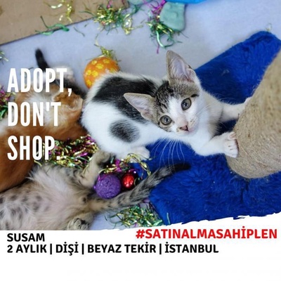 Van Kedisi Melez Kızlar İçin Acil Yuva - Rüya, İstanbul