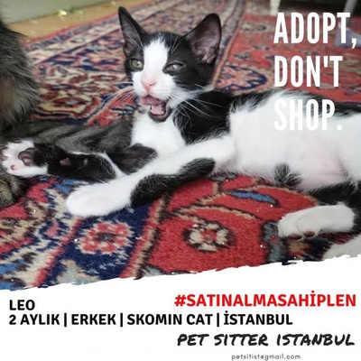Acil Yuva - Tuxedo (Smokin Cat) - Teo - Erkek, İstanbul