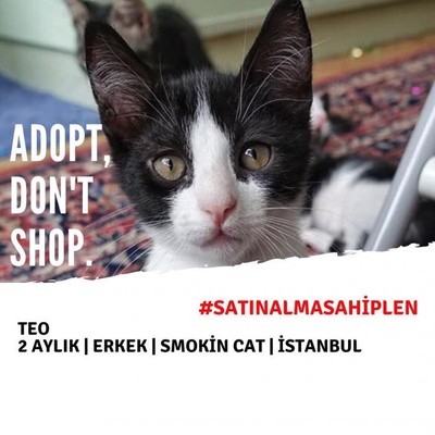Acil Yuva - Tuxedo (Smokin Cat) - Leo - Erkek, İstanbul
