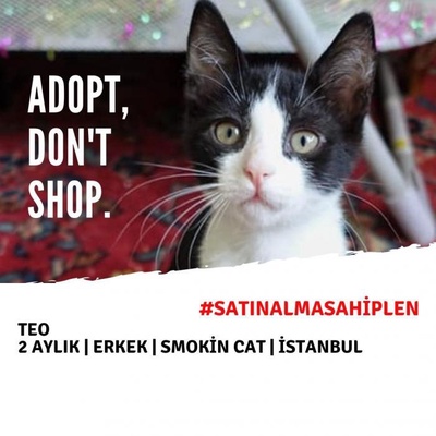Acil Yuva - Tuxedo (Smokin Cat) - Leo - Erkek, İstanbul