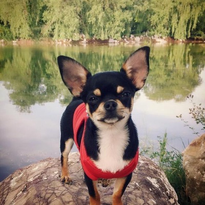 miço Erkek Chihuahua