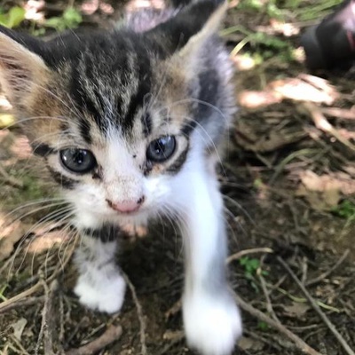 Etilerde Banka Subesinin Bahçesinde Bulundu-2 Aylık Bebek Kedi Acil Yuva Aranıyor!!, İstanbul