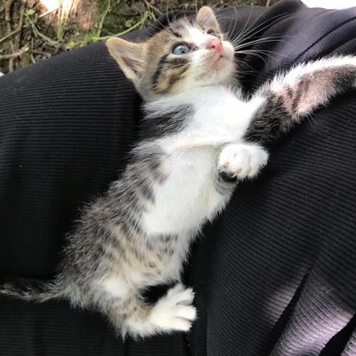 Etilerde Banka Subesinin Bahçesinde Bulundu-2 Aylık Bebek Kedi Acil Yuva Aranıyor!!, İstanbul