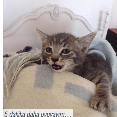 2 Aylık Yavrumuz Boncuk, Kum Ve Kedi Maması Alışkanlığı Vardır., Ankara