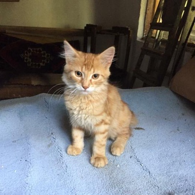 3 Aylık Pofuduk Yavru Erkek Kedi Yuva Arıyor-Ücretsiz, Ankara, Ankara