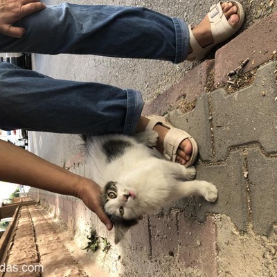 Acil Yuva Arıyoruz! Sevimli Kediye Şefkat Dolu Ömürlük Yuva Arıyoruz!, Konya