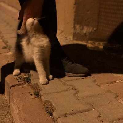 Acil Yuva Arıyoruz! Sevimli Kediye Şefkat Dolu Ömürlük Yuva Arıyoruz!, Konya