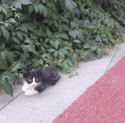 Hayatınızda Bu Kadar Tatlı Ve Masum Kedi Görmemişsinizdir., Ankara