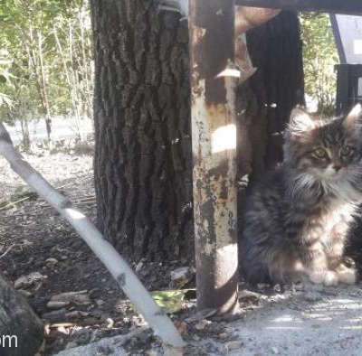 Hayatınızda Bu Kadar Tatlı Ve Masum Kedi Görmemişsinizdir., Ankara