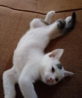 Yavru Kedi Tahminen Bir Buçuk Aya Yakın Acil Yuva, Antalya