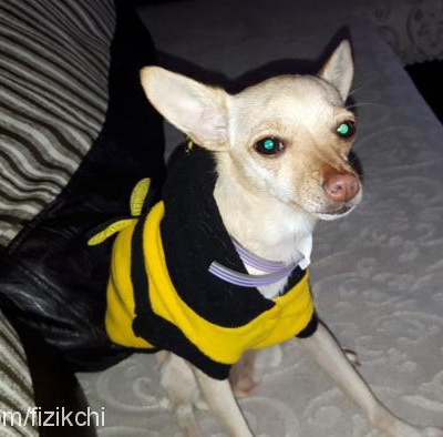 tarçın Dişi Chihuahua
