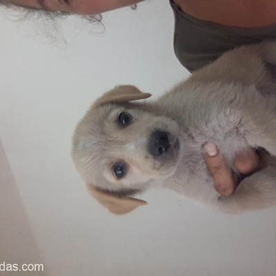Ücretsiz Labrador Bebek, Ankara