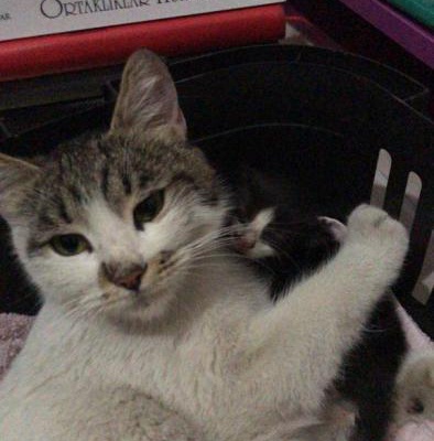 Yavruları Ölen İyi Huylu Dişi Kedi Yuva Arıyor!, İstanbul