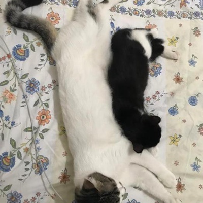 Yavruları Ölen İyi Huylu Dişi Kedi Yuva Arıyor!, İstanbul