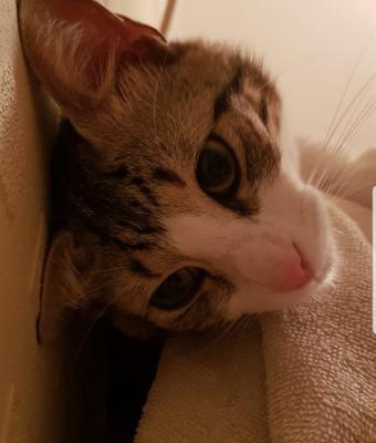 Tekir Cinsinde 1 Yaşını Yeni Doldurmuş Erkek Kedi, Eskişehir