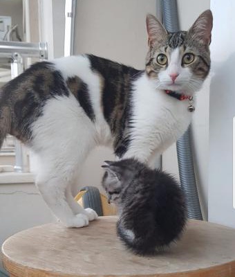 Tekir Cinsinde 1 Yaşını Yeni Doldurmuş Erkek Kedi, Eskişehir