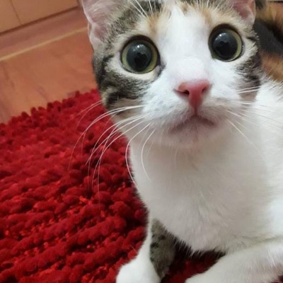 Ev Sahibinin Sağlık Problemi Nedeniyle 5 Kedi Dostumuza Yuva Aranıyor !, İzmir