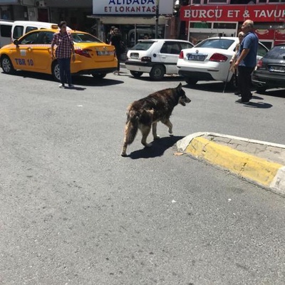 Tatlı Husky Güvenebileceği Ailesini Arıyor (Sibirya Kurdu), İstanbul