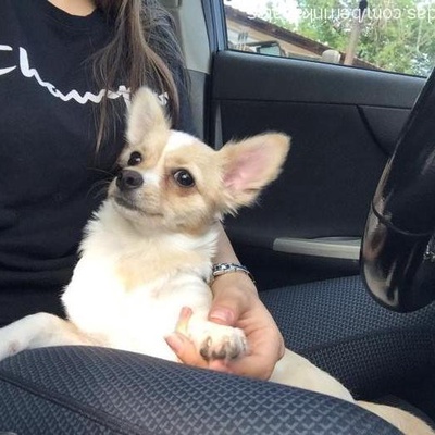 bawer Erkek Chihuahua