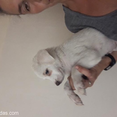 Ücretsiz 1,5 Aylık Labrador Bebek, Ankara
