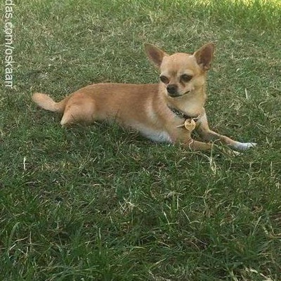 oskar Erkek Chihuahua