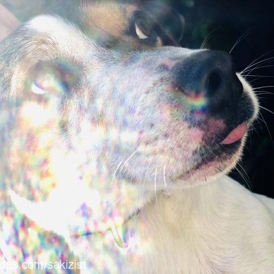 gumball Erkek Jack Russell Terrier