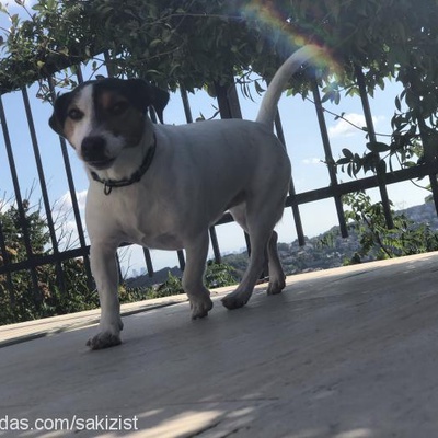 gumball Erkek Jack Russell Terrier