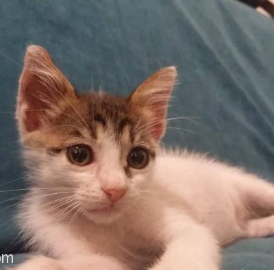 3 Aylık Dişi Yavru Kedi Yuva Arıyor-Ücretsiz, İstanbul