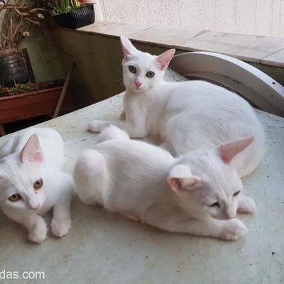 2,5 Aylık Van Kedileri Kalıcı Yuvasını Arıyor, Antalya