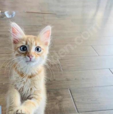 3 Aylık Mavi Gözlü Erkek Kedi, Ankara