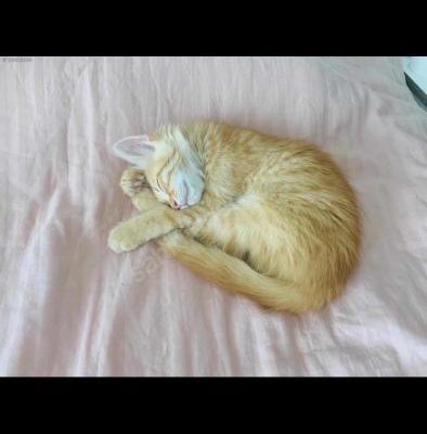 3 Aylık Mavi Gözlü Erkek Kedi, Ankara