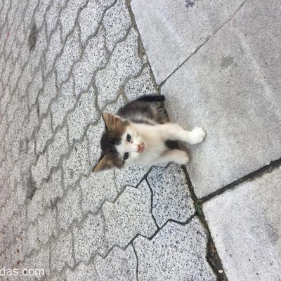 Yavru Kedi 2 Aylık, İstanbul