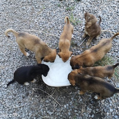 Sokak Köpeği Yavruları, İzmir