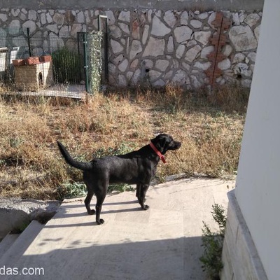 Yetişkin Dişi Labrador, İzmir
