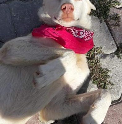 7 Aylık Köpek Yuva Arıyor, İstanbul
