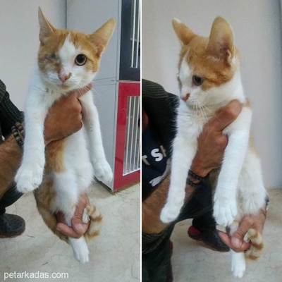 Ankara- Engelli Kedi Meleğini Arıyor, Ankara